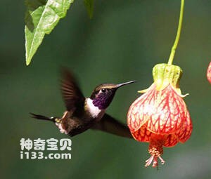 紫喉林星蜂鸟