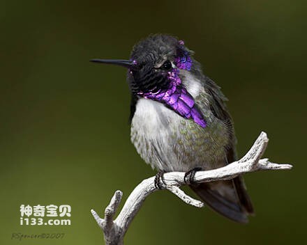 丽羽蜂鸟