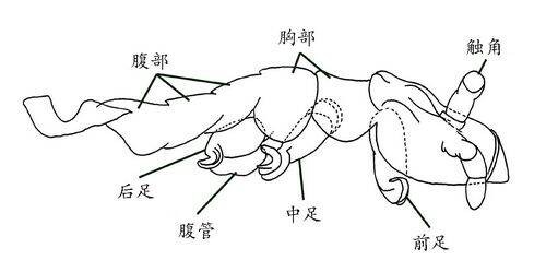 最早会飞的动物是什么？