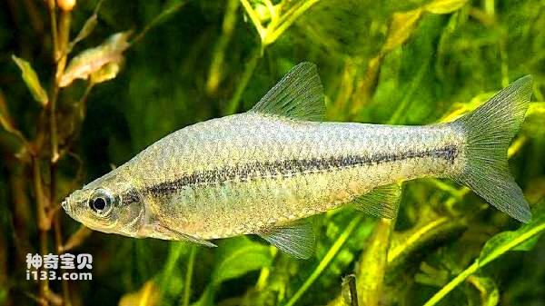 群落物种的多样性及淡水鱼历史
