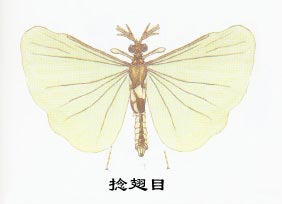 昆虫有翅亚纲捻翅目Strepsiptera(寄生性昆虫)