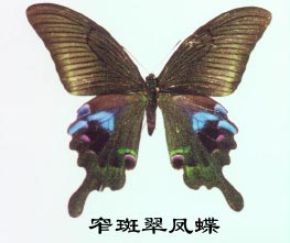 昆虫有翅亚纲鳞翅目Lepidoptera(蝶,蛾)