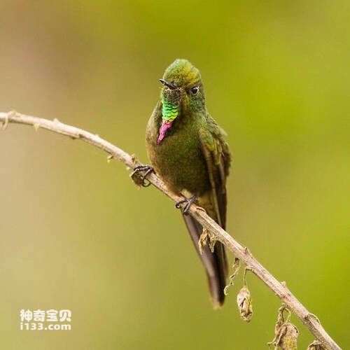 铜尾尖嘴蜂鸟