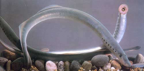 圆口类七鳃鳗