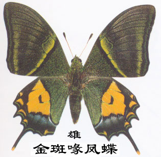 金斑喙凤蝶的主要识别特征(闻名遐尔 Teinopalpus aureus Mell)