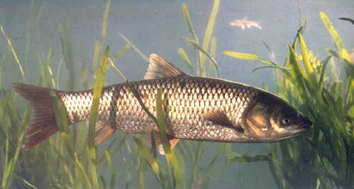 中国淡水鱼种群遗传多样性