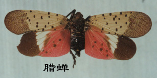 昆虫有翅亚纲同翅目Homoptera(蝉，飞虱，木虱，粉虱，蚜虫，蚧壳虫)