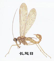 昆虫有翅亚纲长翅目Mecoptera(蝎蛉)