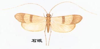 昆虫有翅亚纲毛翅目Trichoptera(石蛾)