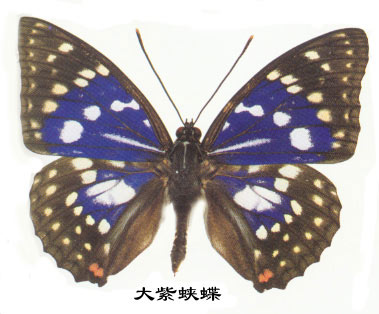 大紫蛱蝶的主要识别特征(日本国蝶)