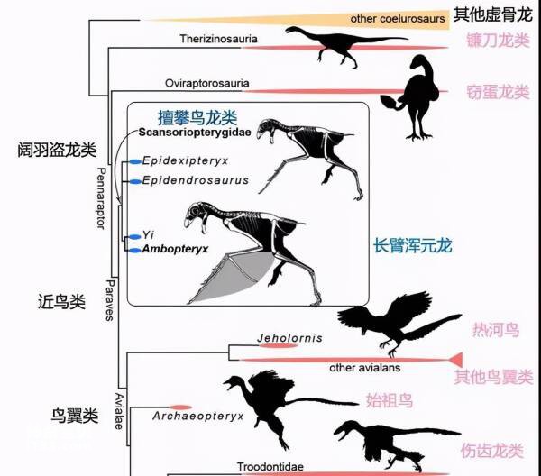鸟类的演化过程及羽毛的起源