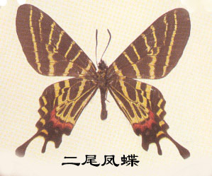 二尾凤蝶的主要识别特征(中国名蝶)