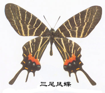 三尾凤蝶的主要识别特征(珍稀之蝶)
