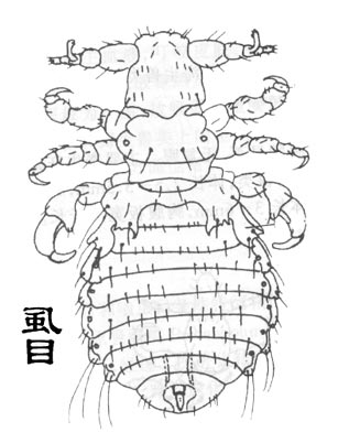 昆虫有翅亚纲食毛目Mallophaga(鸟虱,羽虱)