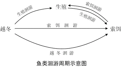 鱼类的洄游特点及性质