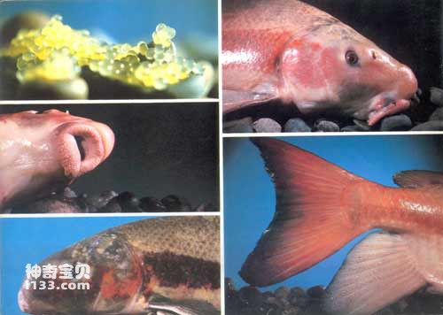 鱼类体表色彩与发育阶段的关系