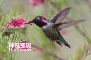 黑星额蜂鸟