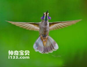 褐紫耳蜂鸟