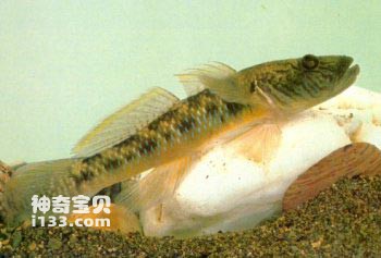 栉鰕虎鱼的习性及地域分布(庐山石鱼)