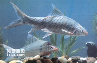 鲮鱼的习性及分布(华南著名池养鱼类)