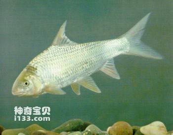 鳡鱼的生活习性及营养价值(南方山区养殖鱼类)
