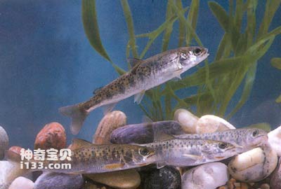 细鳞鲑的生活习性及地域分布(冷水性名贵鱼类)