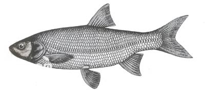 高体雅罗鱼的生活习性及地域分布(新疆重要经济鱼类)