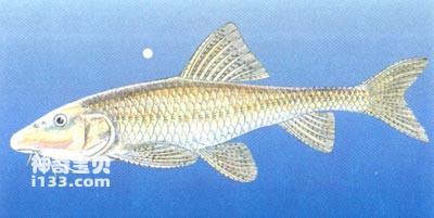 平鳍鳅鮀的生活习性及形态特征(八根胡子鱼)
