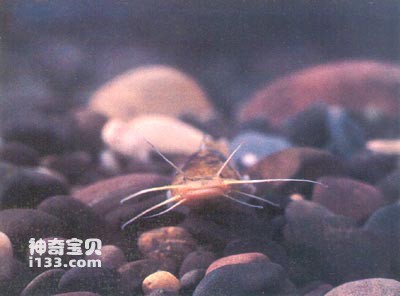 央丝鱼的生活习性及形态特征