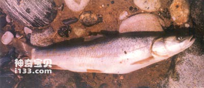 扁吻鱼的生活习性及形态特征(新疆大头鱼)