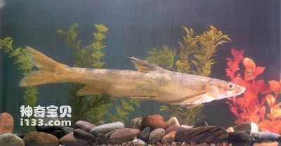 塔里木裂腹鱼的生活习性及形态特征(新疆尖嘴鱼)