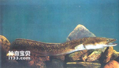 鳝王花鳗鲡的生活习性及形态特征