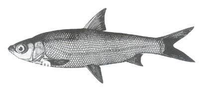 油鱼云南鯝的生活习性及形态特征(滇池红梢油鱼)