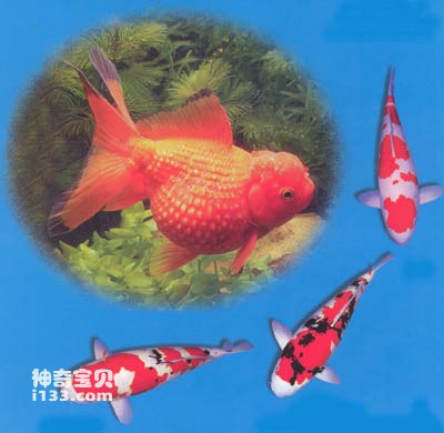 中国是世界上养鱼最早的国家(中华观赏鱼)