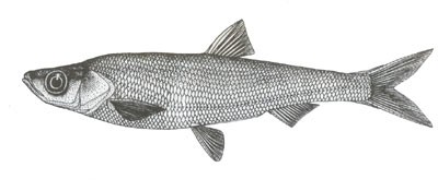 银白鱼的生活习性及形态特征(滇池小白鱼)