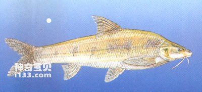 北方铜鱼的生活习性及形态特征(黄河鸽子鱼)