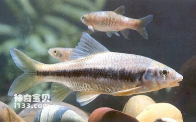 山溪石斑光唇鱼的生活习性及营养价值