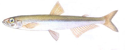 黄瓜鱼池沼公鱼的生活习性及营养价值