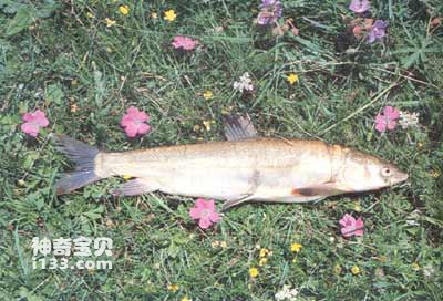 小嘴鳇鱼的生活习性及形态特征(极边扁咽齿鱼)