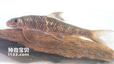 红眼角鱼的生活习性及形态特征