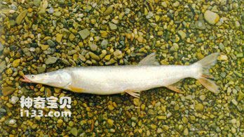 鸭嘴鳡鯮鱼的生活习性及形态特征
