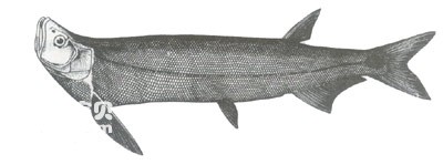 热带刀鱼大鳍鱼的生活习性及形态特征