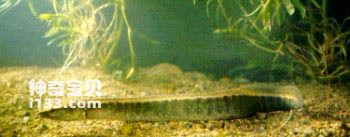 石锥刺鳅的生活习性及营养价值