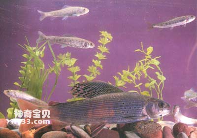 黑龙江茴鱼的生活习性及形态特征(冷水性名贵鱼)