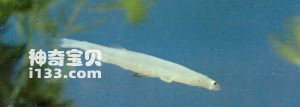 太湖新银鱼的生活习性及营养价值