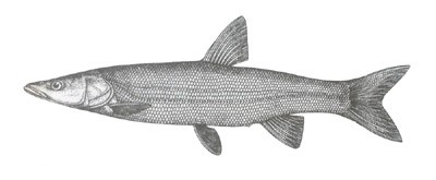 拟赤梢鱼的生活习性及营养价值(北方的尖嘴红尾鱼)