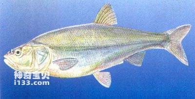 小白鱼新疆雅罗鱼的生活习性及形态特征