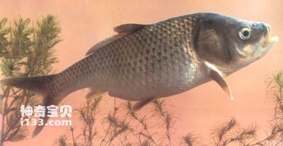 大头鲤的生活习性及形态特征(云南大头鱼)