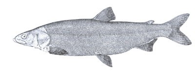 北鲑的生活习性及形态特征(新疆大白鱼)