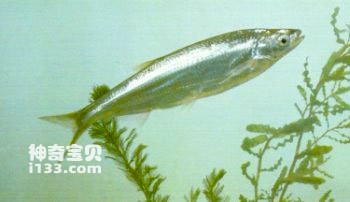 刀片子银飘鱼的生活习性及营养价值